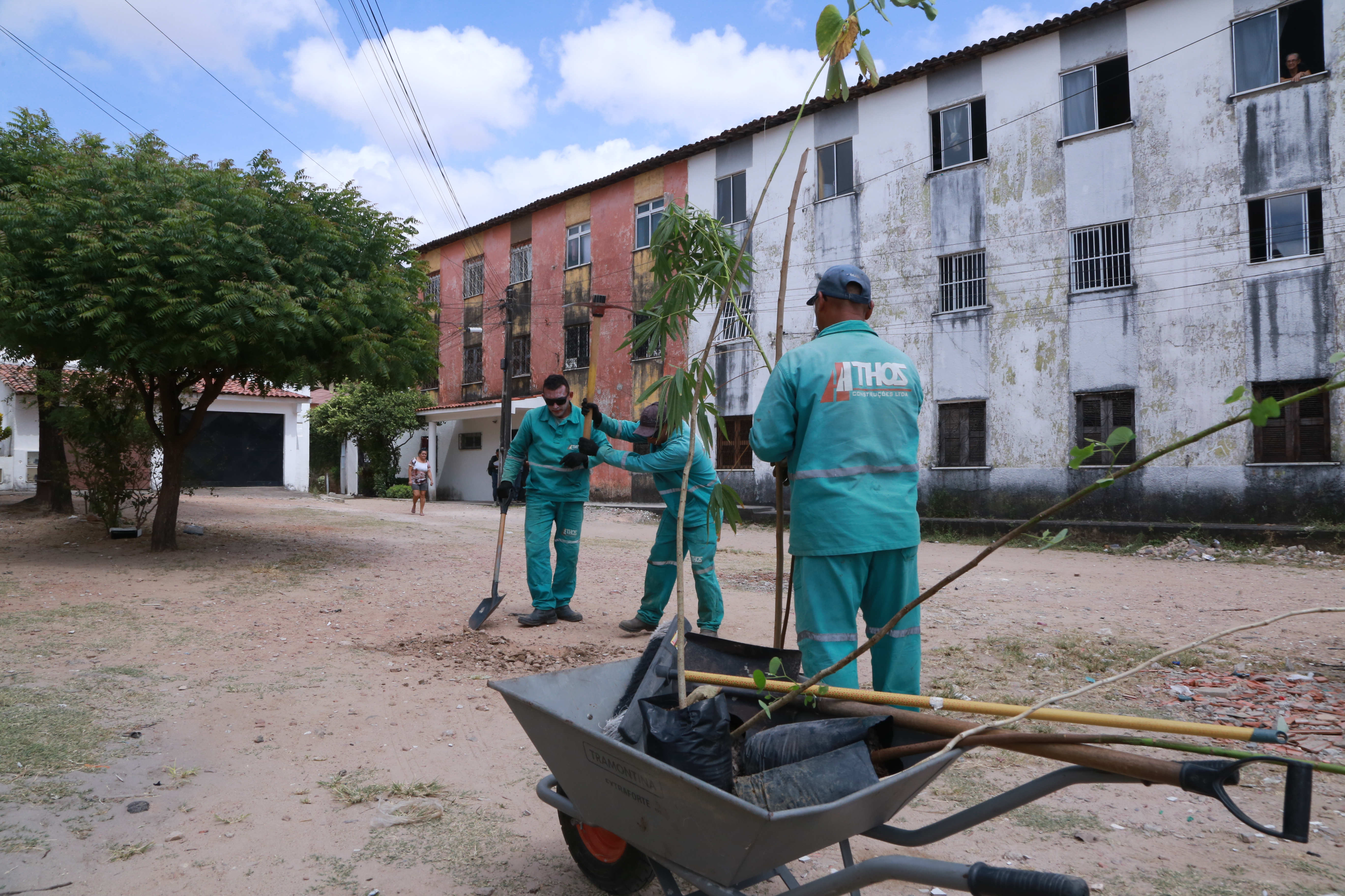 homens plantando uma muda